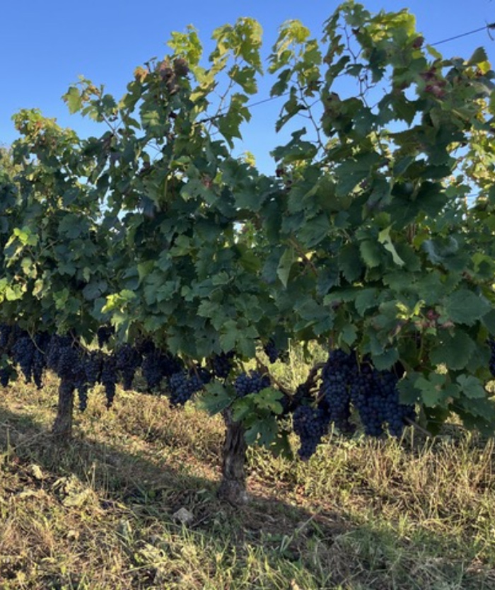 vignoble-chateau-saint-laurent